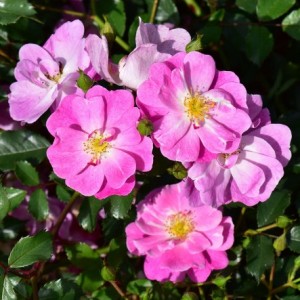 MAGIC CARPET (Ground cover)